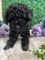 Stormie, a female Poodle - Toy  for sale in Suisun City, CA – 6 of 9