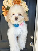 Vanilla , a female Cockapoo for sale in Suisun City, CA – 8 of 10