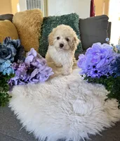 Daisy, a female Cockapoo for sale in Suisun City, CA – 2 of 9