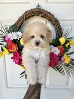 Daisy, a female Cockapoo for sale in Suisun City, CA – 8 of 9