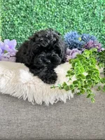 Jet, a male Cockapoo for sale in Suisun City, CA – 7 of 10