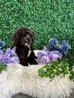 Benji, a male Cockapoo for sale in Suisun City, CA – 4 of 10