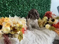 Trace, a male Cockapoo for sale in Suisun City, CA – 1 of 10