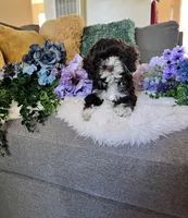 Lily, a female Cockapoo for sale in Suisun City, CA – 7 of 10
