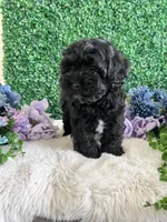 Jet, a male Cockapoo for sale in Suisun City, CA – 6 of 10