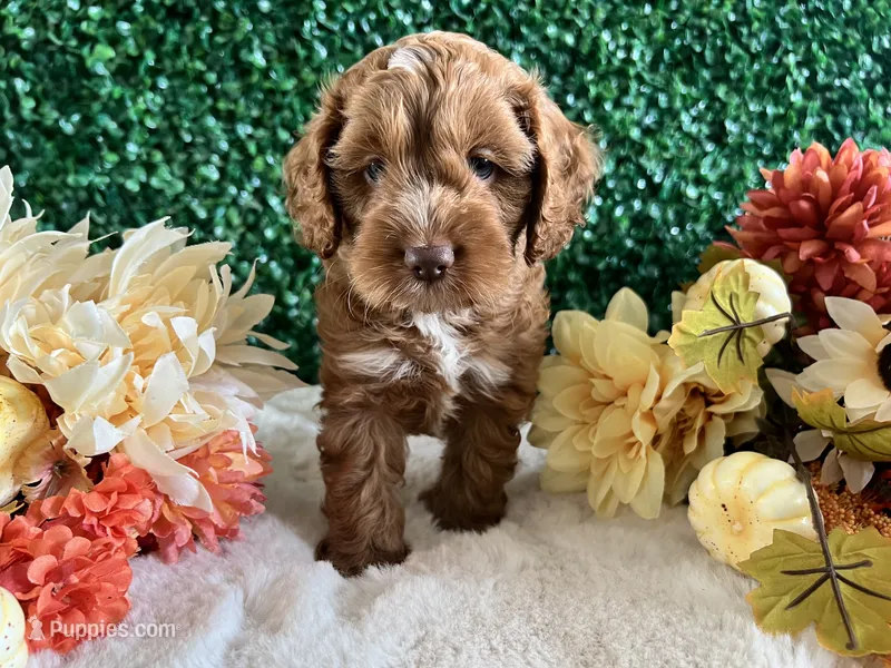 Copper – Cockapoo puppy for sale in Suisun City, CA