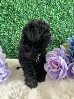 Stormie, a female Poodle - Toy  for sale in Suisun City, CA – 7 of 9