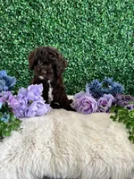 Benji, a male Cockapoo for sale in Suisun City, CA – 5 of 10