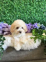 Daisy, a female Cockapoo for sale in Suisun City, CA – 4 of 9