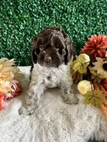 Trace, a male Cockapoo for sale in Suisun City, CA – 9 of 10