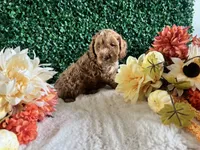 Copper, a male Cockapoo for sale in Suisun City, CA – 4 of 8