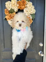 Vanilla , a female Cockapoo for sale in Suisun City, CA – 10 of 10