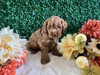 Copper, a male Cockapoo for sale in Suisun City, CA – 7 of 8