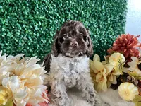Trace, a male Cockapoo for sale in Suisun City, CA – 3 of 10