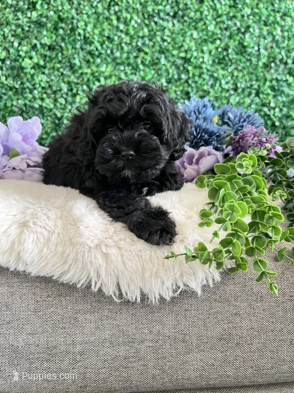 Jet – Cockapoo puppy for sale in Suisun City, CA