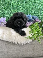 Jet, a male Cockapoo for sale in Suisun City, CA – 1 of 10