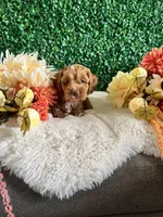 Copper, a male Cockapoo for sale in Suisun City, CA – 8 of 8