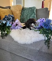 Lily, a female Cockapoo for sale in Suisun City, CA – 10 of 10