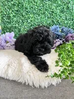 Jet, a male Cockapoo for sale in Suisun City, CA – 2 of 10