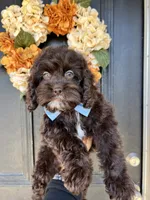 Benji, a male Cockapoo for sale in Suisun City, CA – 7 of 10