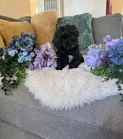 Jet, a male Cockapoo for sale in Suisun City, CA – 8 of 10