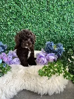 Benji, a male Cockapoo for sale in Suisun City, CA – 8 of 10