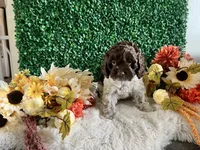 Trace, a male Cockapoo for sale in Suisun City, CA – 10 of 10