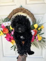 Stormi, a female Poodle - Toy  for sale in Suisun City, CA – 10 of 10