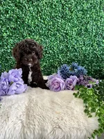 Benji, a male Cockapoo for sale in Suisun City, CA – 2 of 10