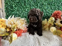Rocky, a male Cockapoo for sale in Suisun City, CA – 2 of 7