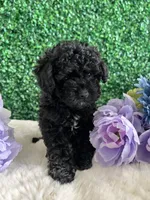 Stormie, a female Poodle - Toy  for sale in Suisun City, CA – 5 of 9