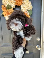 Chai, a female Cockapoo for sale in Suisun City, CA – 8 of 10