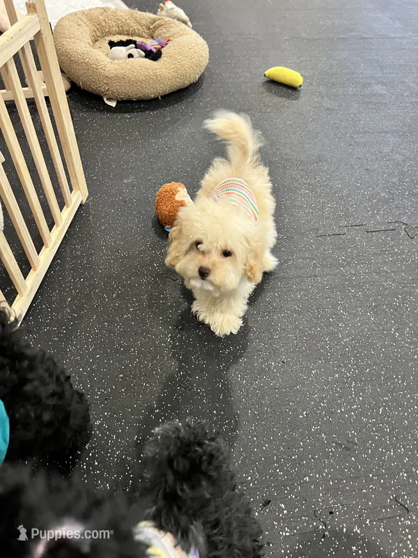 Vanilla  – Cockapoo puppy on hold in Suisun City, CA