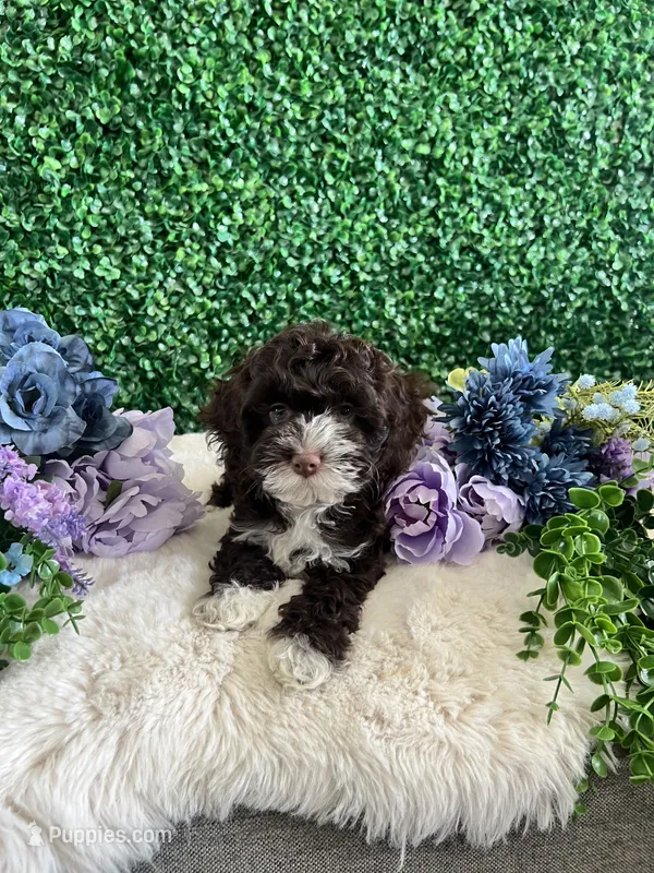 Chai – Cockapoo puppy for sale in Suisun City, CA