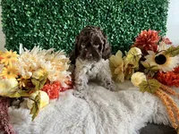 Trace, a male Cockapoo for sale in Suisun City, CA – 6 of 10