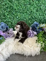 Lily, a female Cockapoo for sale in Suisun City, CA – 4 of 10