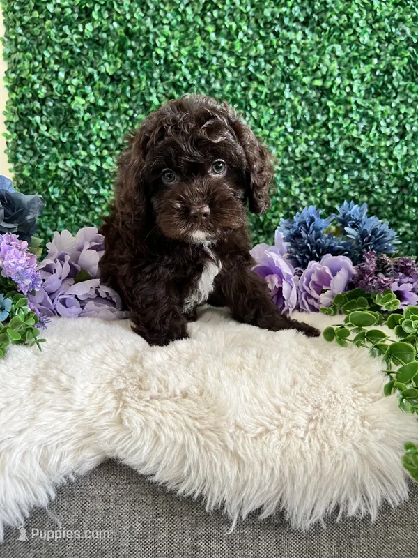 Benji – Cockapoo puppy for sale in Suisun City, CA