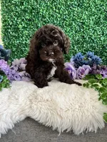 Benji, a male Cockapoo for sale in Suisun City, CA – 1 of 10