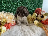 Trace, a male Cockapoo for sale in Suisun City, CA – 4 of 10
