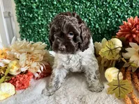 Trace, a male Cockapoo for sale in Suisun City, CA – 8 of 10