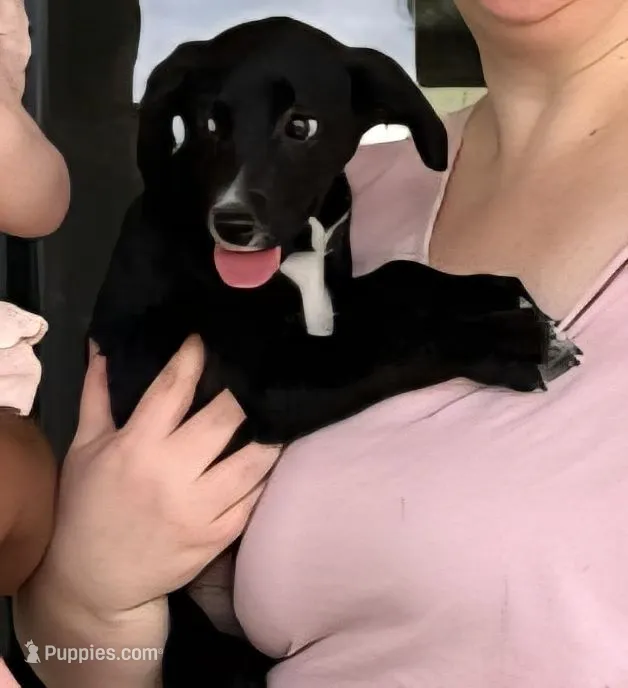 Labrador, border collie mix – Border Collie, Labrador Retriever puppy for sale in Indianapolis, IN