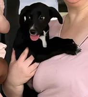 Labrador, border collie mix, a female Border Collie and Labrador Retriever for sale in Indianapolis, IN – 1 of 2