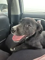 Labrador, border collie mix, a female Border Collie and Labrador Retriever for sale in Indianapolis, IN – 2 of 2