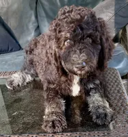 Boy 5, a male Aussiedoodle for sale in Saltillo, MS – 1 of 8