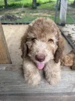 Boy 4, a male Aussiedoodle for sale in Saltillo, MS – 1 of 7