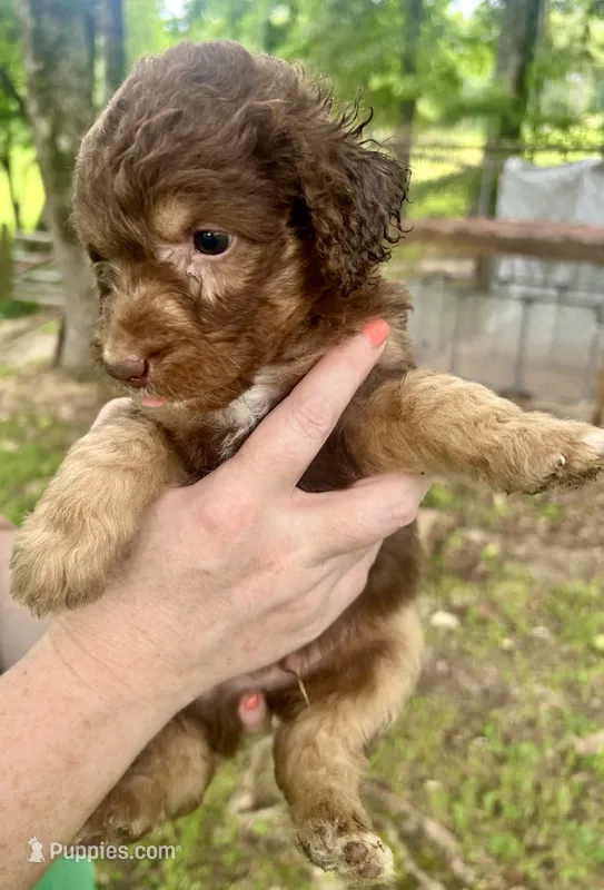 Boy 2 – Aussiedoodle puppy for sale in Saltillo, MS