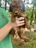 Boy 6, a male Aussiedoodle for sale in Saltillo, MS – 2 of 3