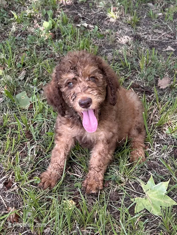 Boy 6 – Aussiedoodle puppy for sale in Saltillo, MS
