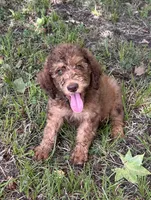 Boy 6, a male Aussiedoodle for sale in Saltillo, MS – 2 of 4