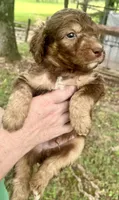 Boy 2, a male Aussiedoodle for sale in Saltillo, MS – 3 of 3
